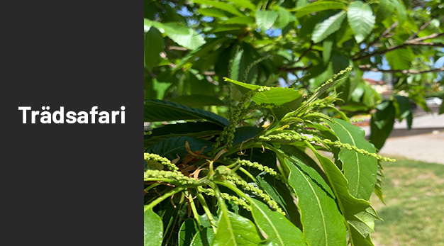 Bild på träd äkta kastanj