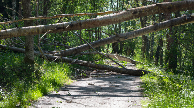 Fallna träd över väg.