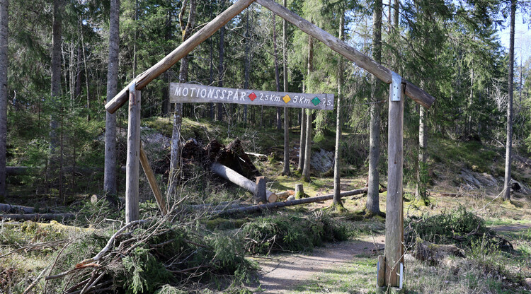 Fallna träd vid Slätthults motionsspår