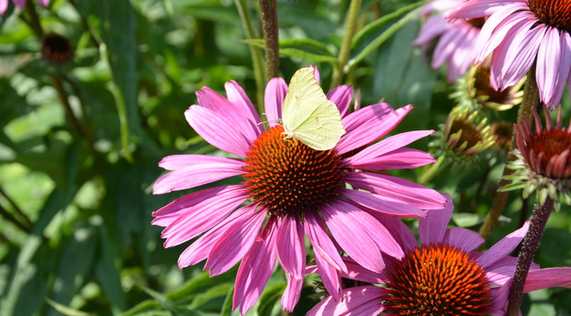 Fotografiet är en närbild på rosa blomma. I mitten av blomman sitter en gul fjäril. Fotografiet är taget på sommaren och blommans färger riktigt lyser.  