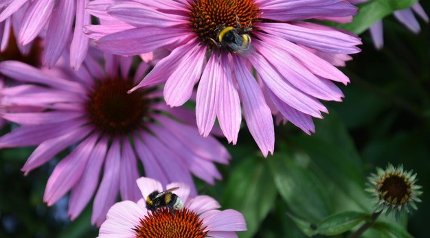 Bilden är en närbild över två rosa blommor. På båda blommorna sitter det bin. 