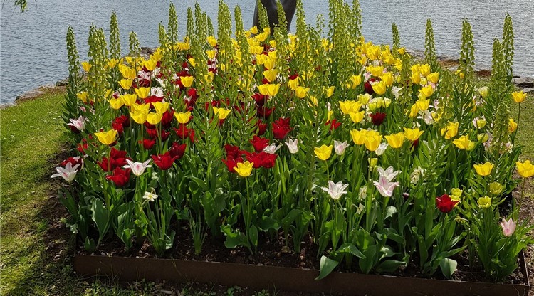 Plantering vid vattnet vid Spikön.