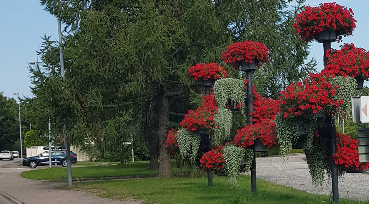 På bilden syns höga blomsterplanteringar med röda blommor.