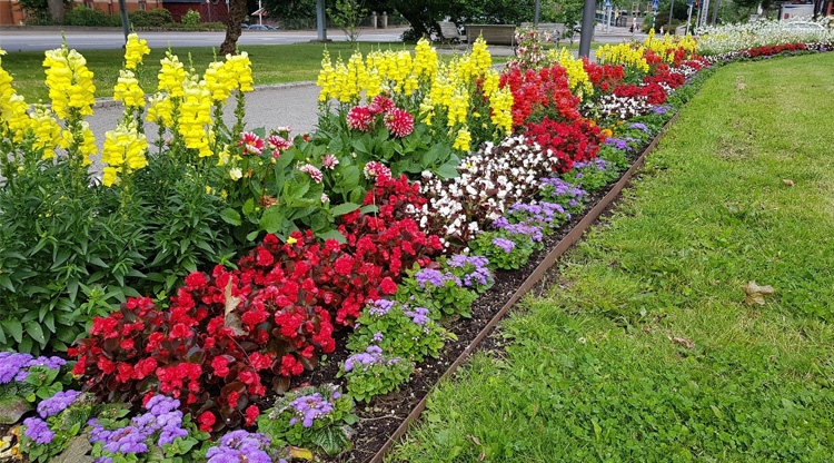 På bilden syns röda och gula blommor på Karl Johans Torg.