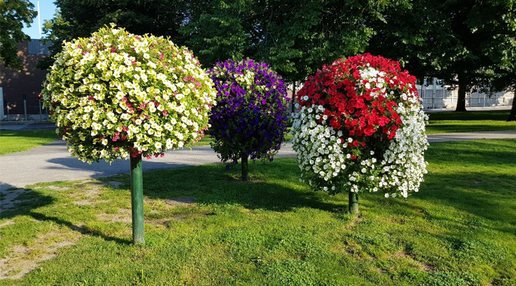 På bilden syns tre blomsterarrangemang.