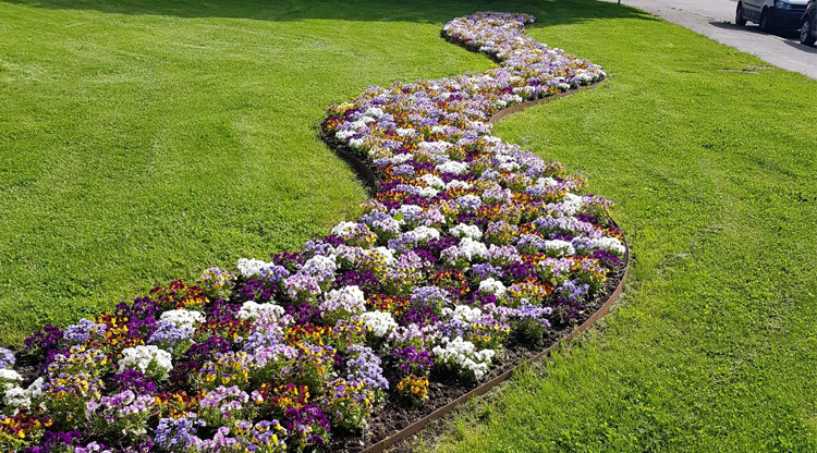 På bilden syns en slingrig blomsterplantering.
