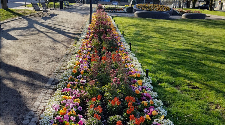 På bilden syns en långsmal blomsterplantering på Karl Johans torg.