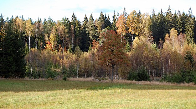 Skog i höstfärger