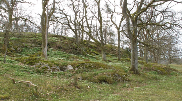 På våren blommar vitsipporna i Åkerströms naturreservat.