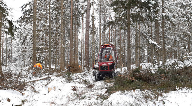 Skogliga åtgärder i Älvrummets naturreservat. Döda träd tas ned intill Träbrostigen och körs ut från området.