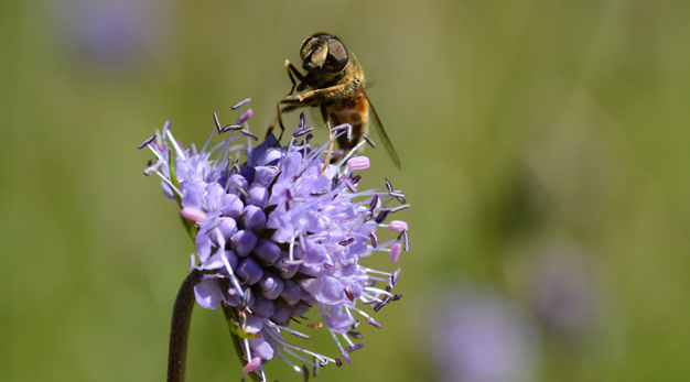 En blomfluga kryper på blomman ängsvädd i en äng.