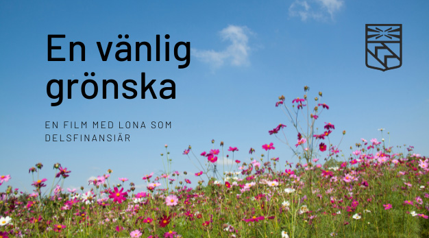 Många rosa blommor (Rosenskära) som sträcker sig mot en blå himmel.
