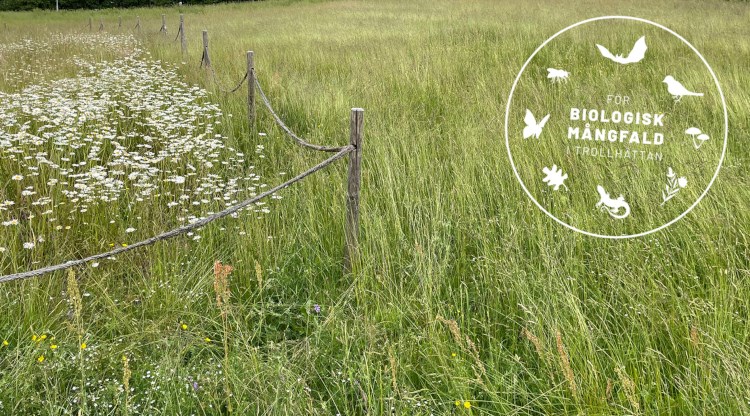 Gräsmark med äng och en symbol för biologisk mångfald