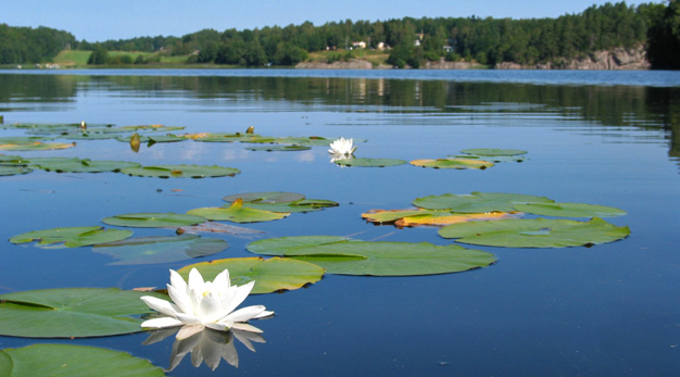 Sjön Gravlången med näckros.