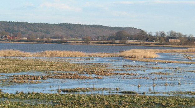 Hullsjön och översvämmade mader. Ett naturreservat med stort värde för fågellivet.