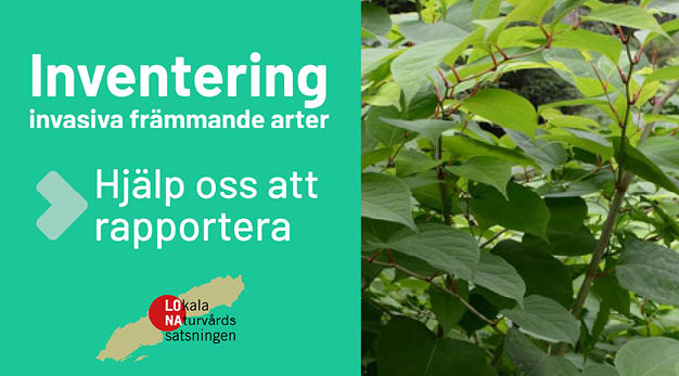 Bild på invasiv främmande växt, text "Inventering invasiva främmande arter. Hjälp oss att rapportera"