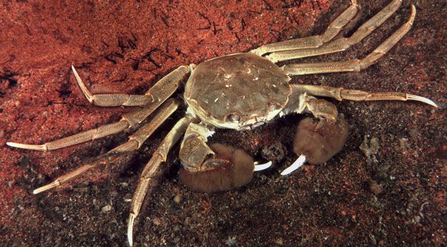 Kinesisk ullhandskrabba. De vuxna krabborna har håriga klor med vita spetsar. Fotograf: Anders Salesjö.