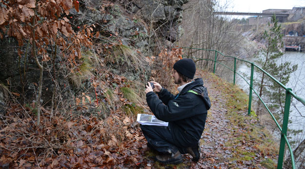 Inventering av den hotade västliga knotterlaven i bergbranterna i Älvrummets naturreservat.