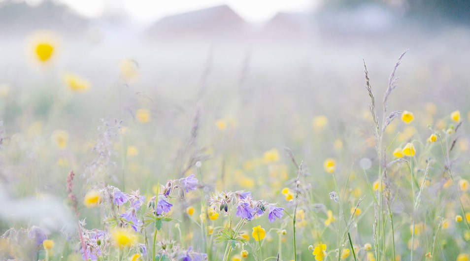 Ängsblommor med en byggnad i bakgrunden