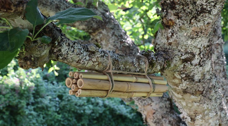 Bihotell av bamburör som hänger i ett träd.