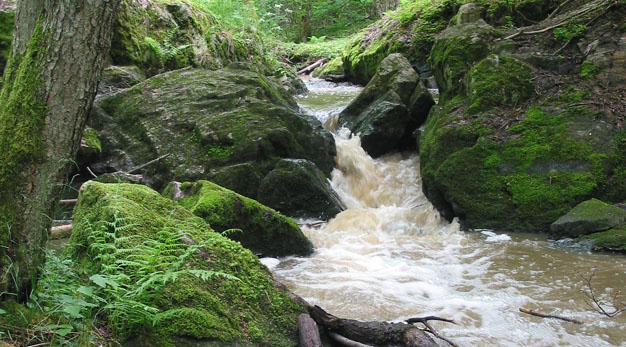 Ryrbäckens naturreservat. Vattnet i bäcken forsar fram.