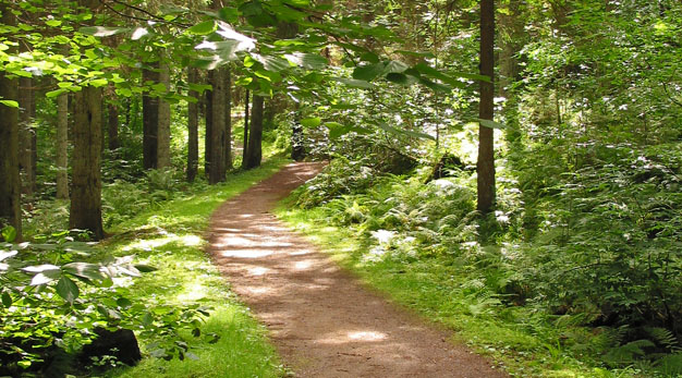 Ryrbäckens naturreservat, stig.