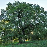 Ek i Håjumsparken, ett skyddsvärt träd. Sensommarbild i motljus.