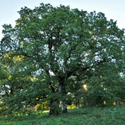 Ek i Håjumsparken, ett skyddsvärt träd. Sensommarbild i motljus.