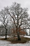 Ek i Håjumsparken, ett skyddsvärt träd. Vinterbild.