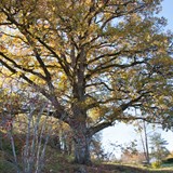 Ek i Karlsbergsparken, ett skyddsvärt träd. Foto från öster i höstfärger.