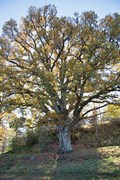 Ek i Karlsbergsparken, ett skyddsvärt träd. Foto från väster i höstfärger.