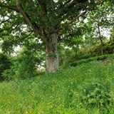 Ek i Karlsbergsparken, ett skyddsvärt träd. Sommarbild.