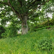 Ek i Karlsbergsparken, ett skyddsvärt träd. Sommarbild.