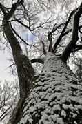 Ek i Sjuntorp mellan Broskogen och Rönnängen. Ett skyddsvärt träd. Foto på stammen i vintertid nerifrån och uppåt.