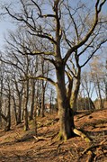 Ek i Sjuntorp mellan Broskogen och Rönnängen. Ett skyddsvärt träd. Foto på hela trädet utan löv.