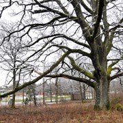 Ek vid Lextorpskyrkan. Trädet är Trollhättans symbolträd för skyddsvärda träd och skyddad som naturminne. Vinterbild.