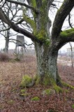 Ek vid Lextorpskyrkan. Trädet är Trollhättans symbolträd för skyddsvärda träd och skyddad som naturminne. Foto på stammen med klockstapel i bakgrunden.