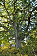 Ek vid Lextorpskyrkan. Trädet är Trollhättans symbolträd för skyddsvärda träd och skyddad som naturminne. Foto på trädkronan.