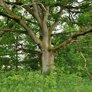 Ek vid Lextorpskyrkan. Trädet är Trollhättans symbolträd för skyddsvärda träd och skyddad som naturminne. Sommarbild.