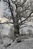 Ek vid Paradisskolan, ett skyddsvärt träd. Eken i vinterskrud.