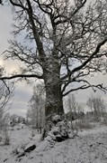 Ek vid Paradisskolan, ett skyddsvärt träd. Eken i vinterskrud.
