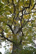 Ek vid Paradisskolan, ett skyddsvärt träd. Foto uppåt i trädkronan.