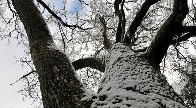 Ek i Broskogen i Sjuntorp, ett skyddsvärt träd.