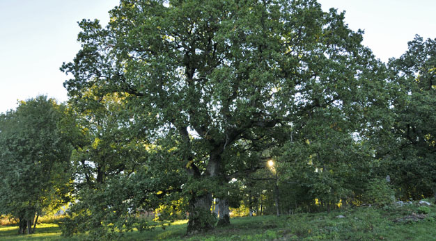 Ek i Håjumsparken, ett skyddsvärt träd.