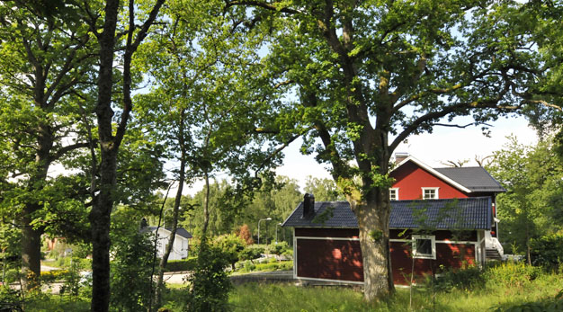 Ek i Strömslundsparken, ett skyddsvärt träd.