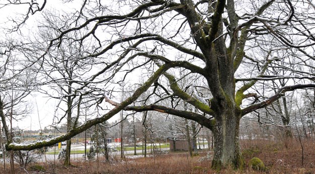 Ek vid Lextorpskyrkan. Trollhättans symbolträd för skyddsvärda träd och skyddad som naturminne.