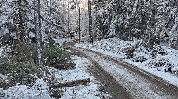 Skogsåtgärder utmed motionsspåret i Slättbergens naturreservat, Sandhem. Avverkade granar ligger utmed spåret i väntan på att bli utkörda.