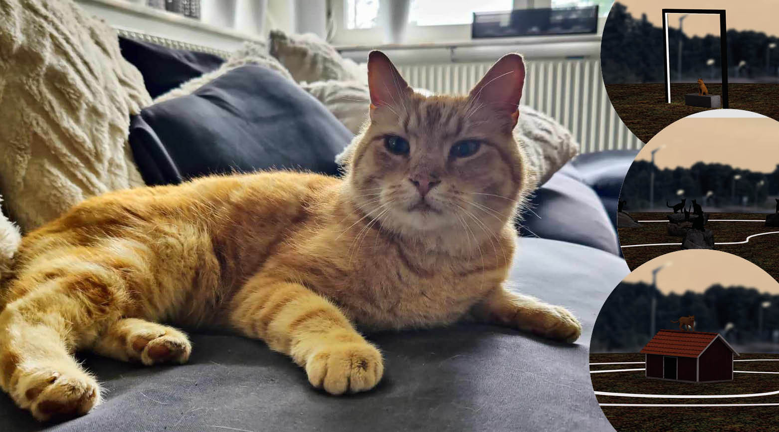 Bild på katten Lasse och tre ringar med de tre förslagen på rondellutsmyckning