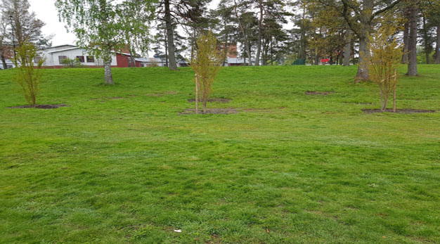 Fotot visare träd av sorten Katsura planterade på en grönyta