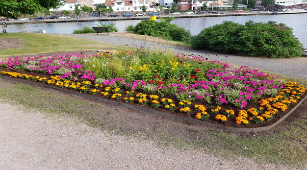 Blomplantering